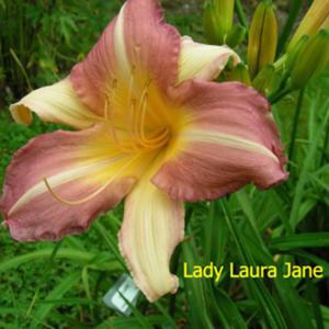 Lady Laura Jane