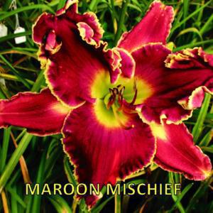 maroon