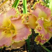 Orchid Gilded Ruffles