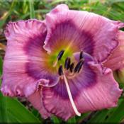 plum eyed delight