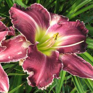 purple