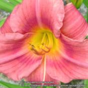rosy