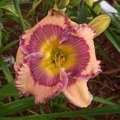 Sherry Candy
