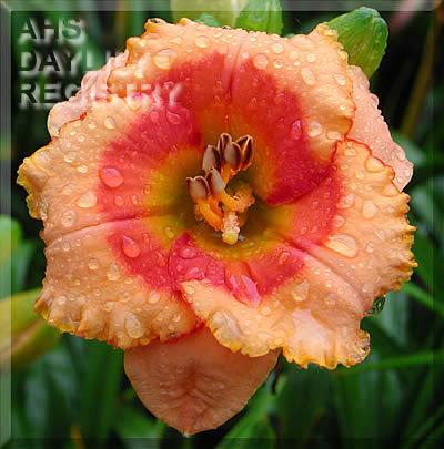 Splash_of_Joy
