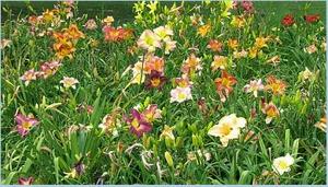 Seedling Grab Bag
